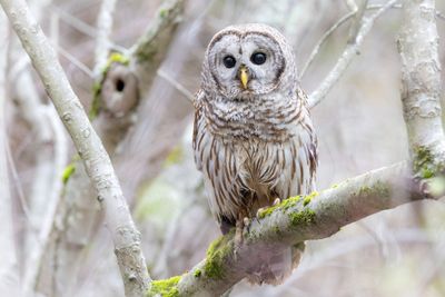 Barred Owl