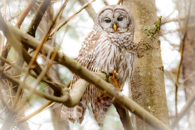 Barred Owl