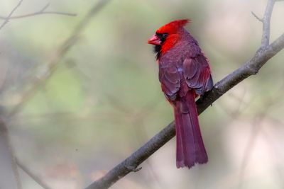 Northern Cardinak