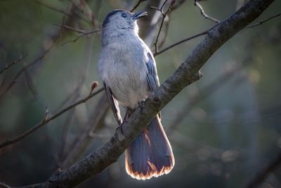 Gray Cat Bird