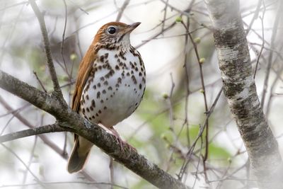 Wood Thrush