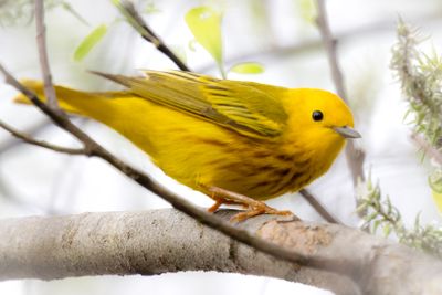 Yellow Warbler