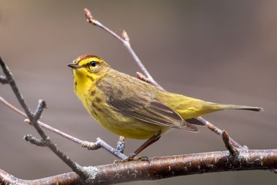 palm Warbler