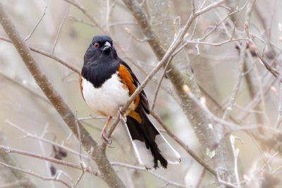 Eastern towhee