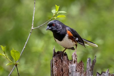 Male eastern towhee