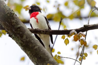 Rose breasted grosbeak