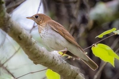 Veery