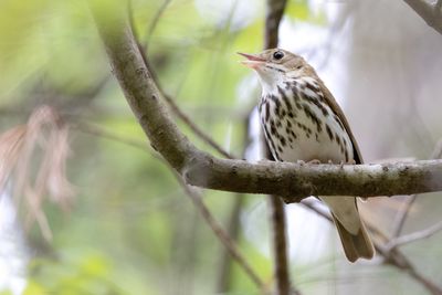 Ovenbird