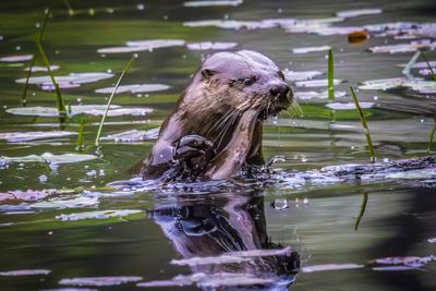 Otter