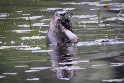 Otter