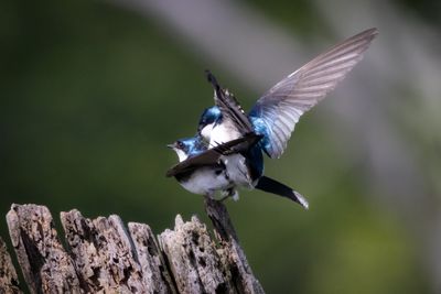 Tree swallows