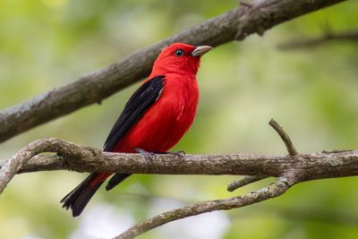 Scarlet tanager