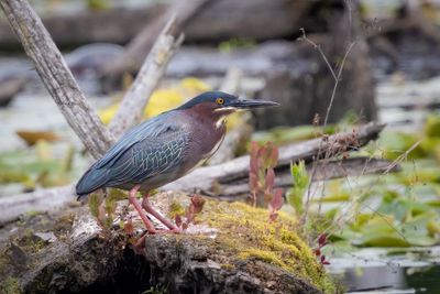 Green heron
