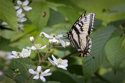 Swallowtail