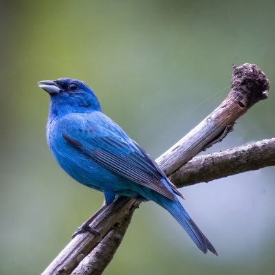 Indigo bunting