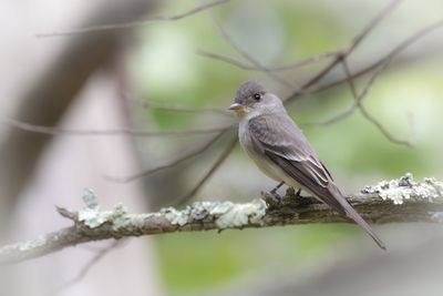 Eastern wood peewee