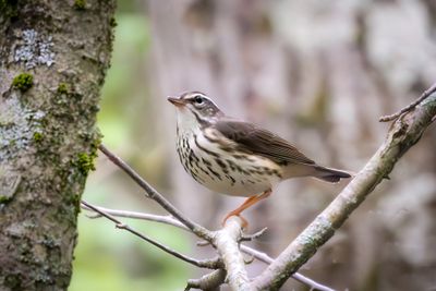 Louisiana waterthrush