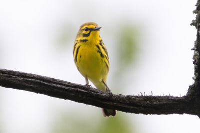 Prairie warbler