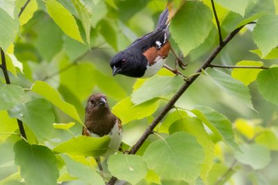 Eastern Towhees