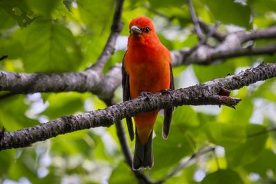 Scarlet Tanager
