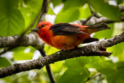 Scarlet Tanager