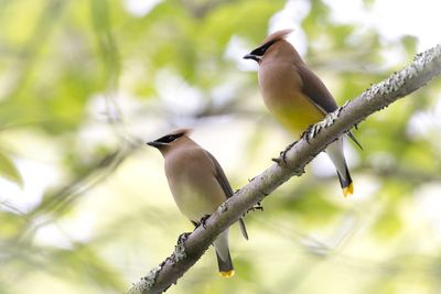 Cedar waxwings