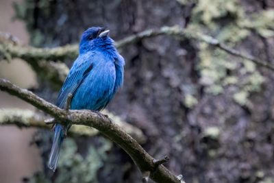 Indigo bunting