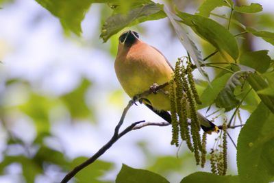 Cedar waxwing