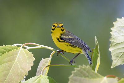 Prairie warbler