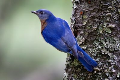 Eastern bluebird