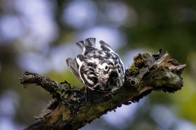 Black and white warbler