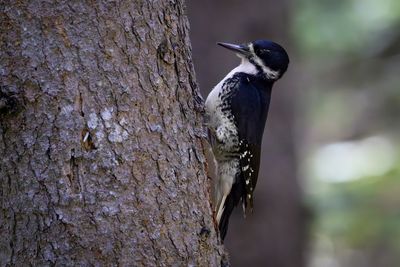 Black backed woodpecker