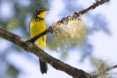 Canada warbler
