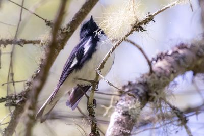 Black throated blue warbler