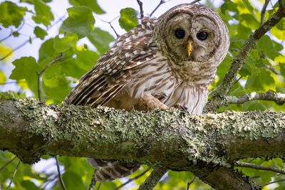 Barred owl