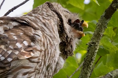 Barred owl