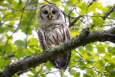 Barred owl