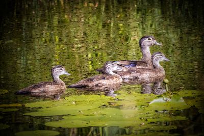 Wood ducks
