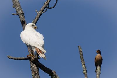 Leucistic Red-tailed hawk