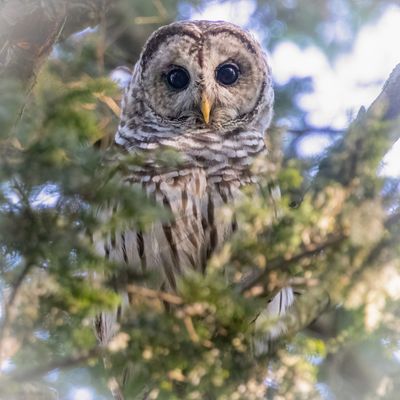 Barred owl