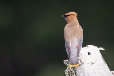 Cedar Waxwing
