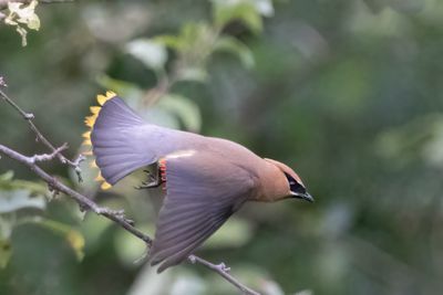 Cedar Waxwing