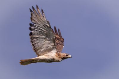 Red-tailed Hawk