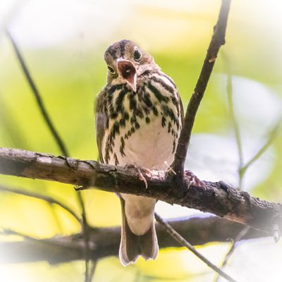 Ovenbird