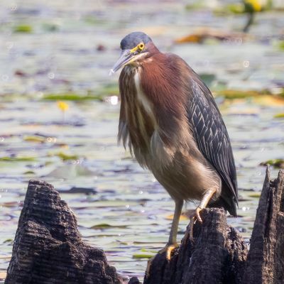 Green heron