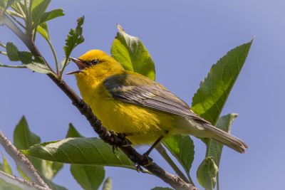 Blue winged warbler