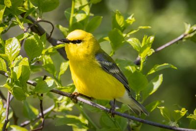 Blue-winged warbler