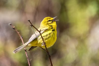 Prairie warbler