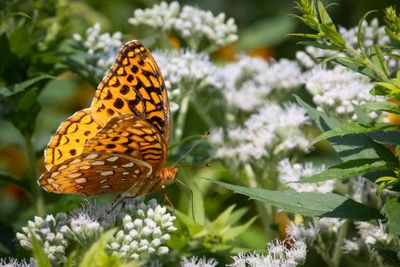 Fritillary