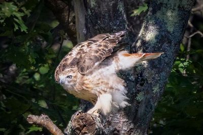 Red tailed hawk